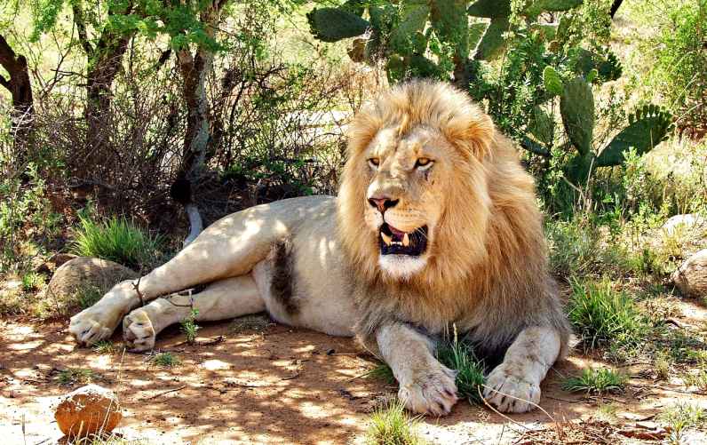 Big Five - Lion Big Five - Lion