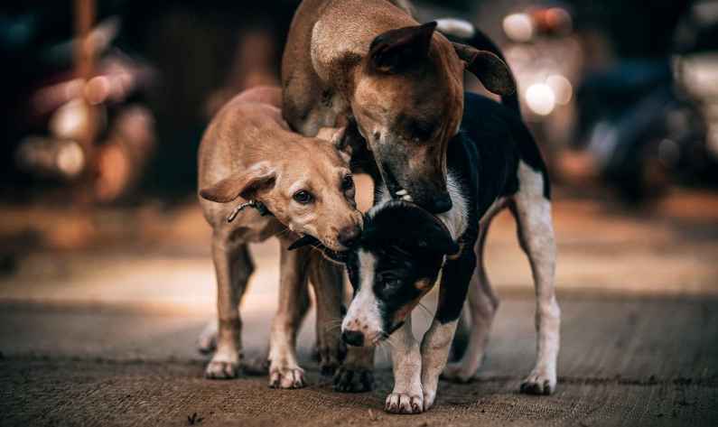 Stray dogs Stray dogs